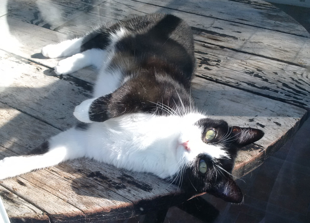 tuxedo cat on table in sunroom