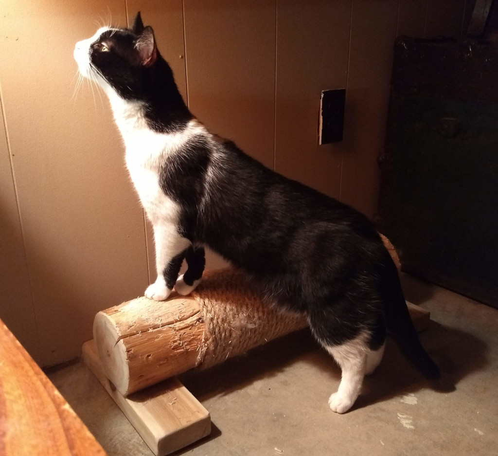 tuxedo cat