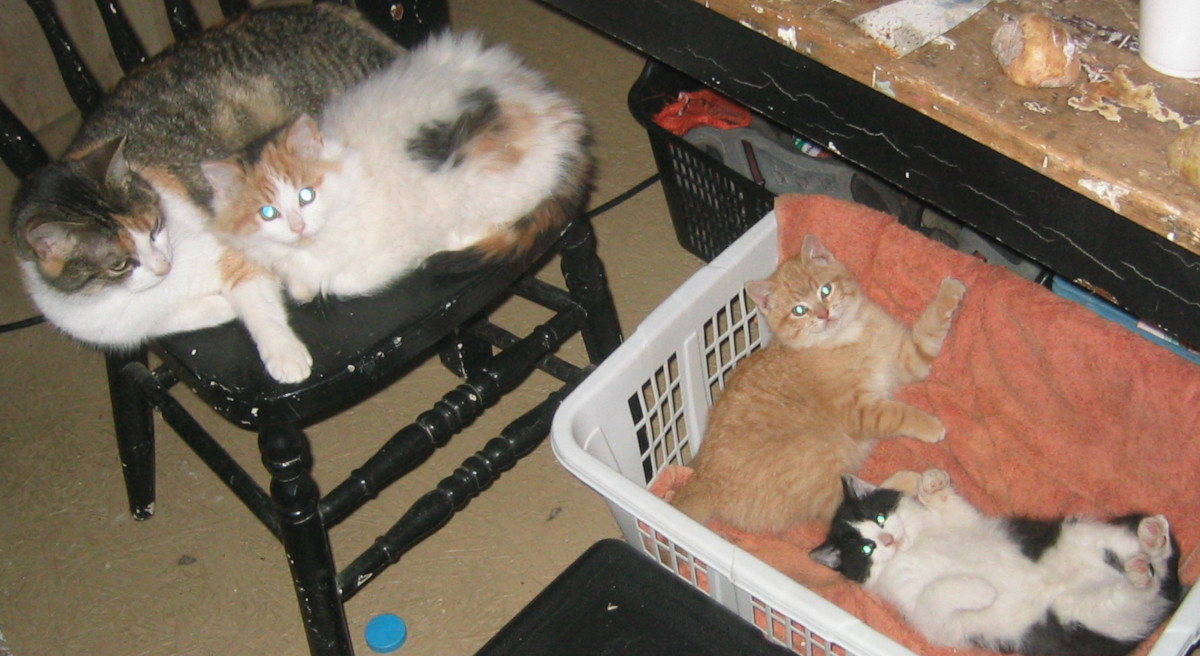 Mom cat and her kittens