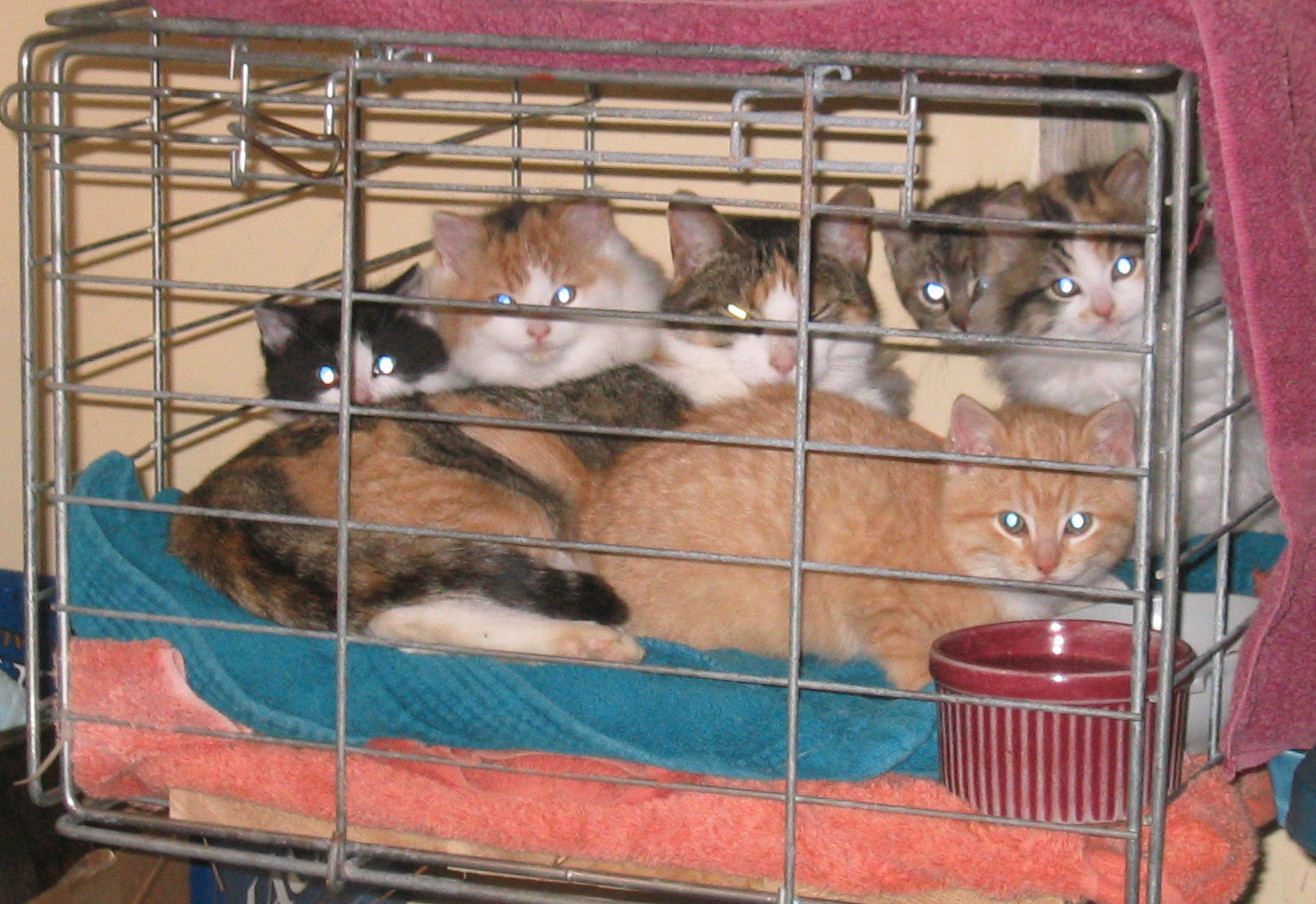 Mother cat with 5 kittens.