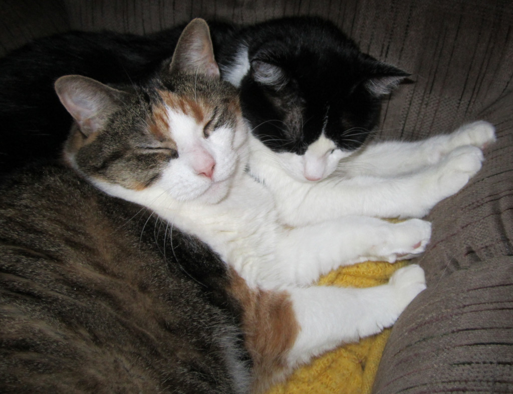 Calico and Tuxedo cats
