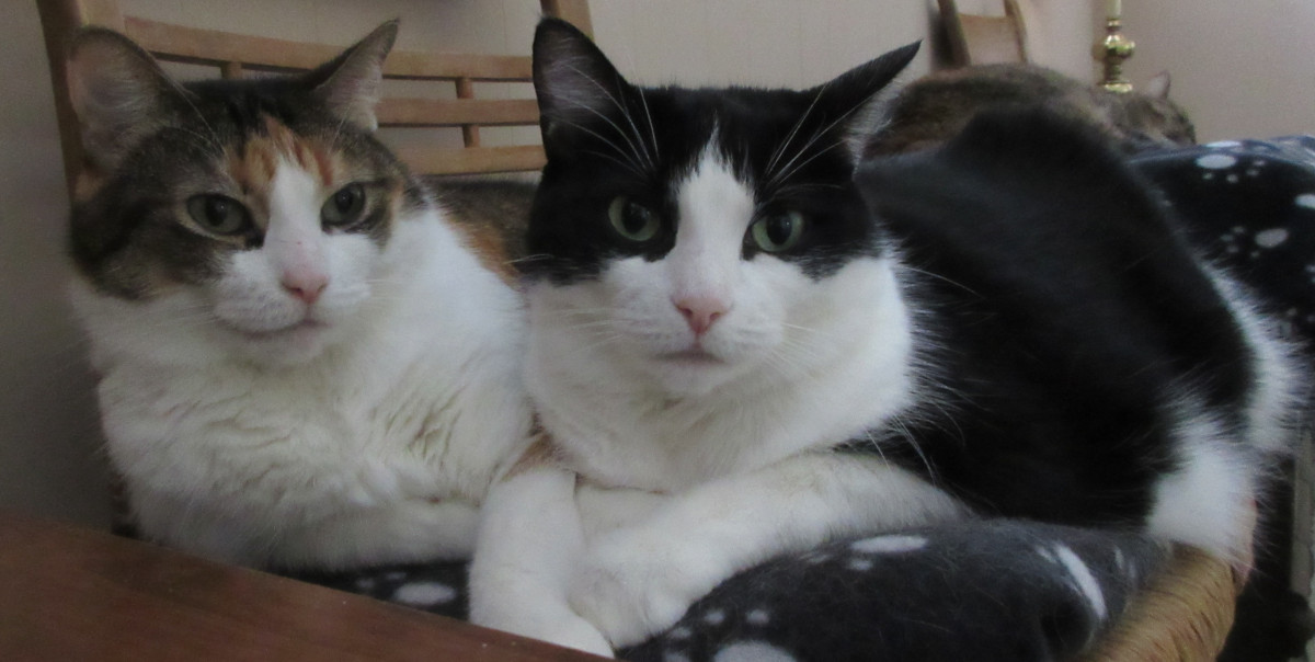 Mother and daughter cats - calico & tuxedo cats
