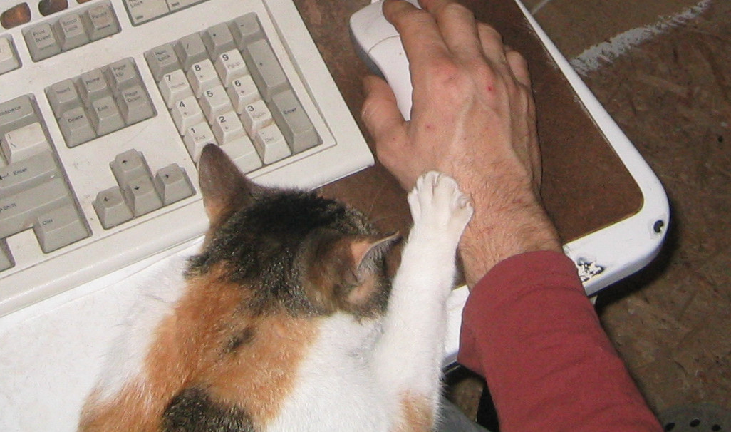 Female Calico holding hand of human