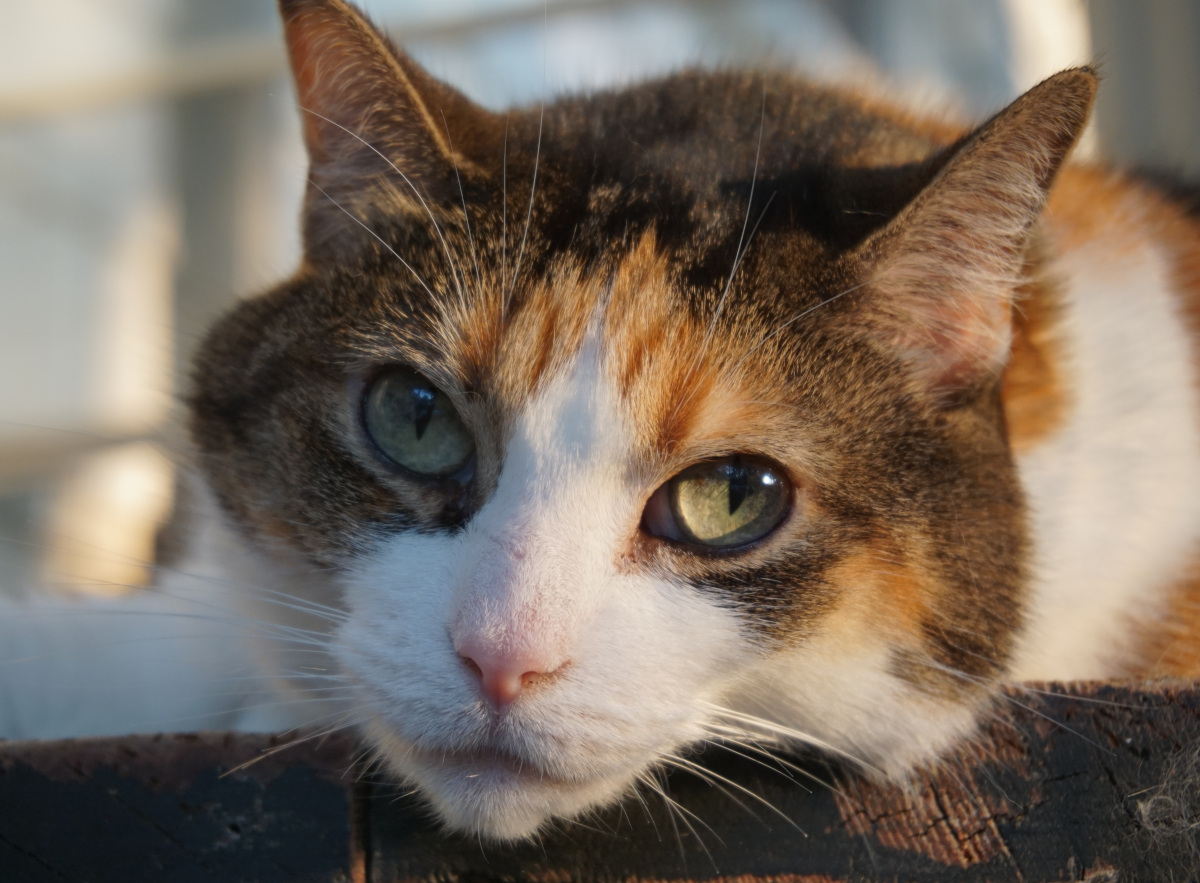 Female Calico cat face up close