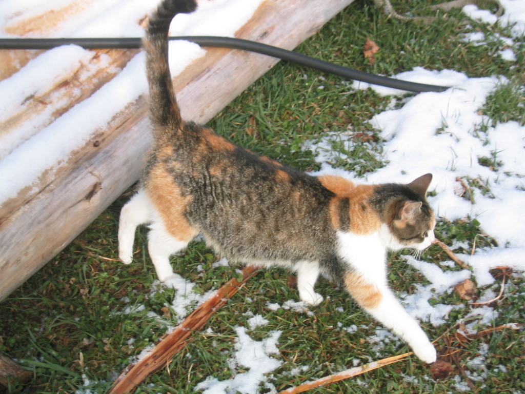 Calico Cat.