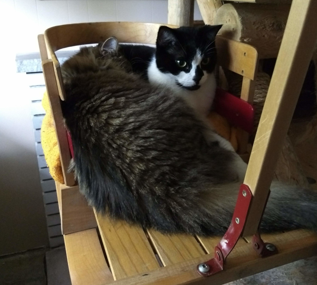 2 cats on sleigh