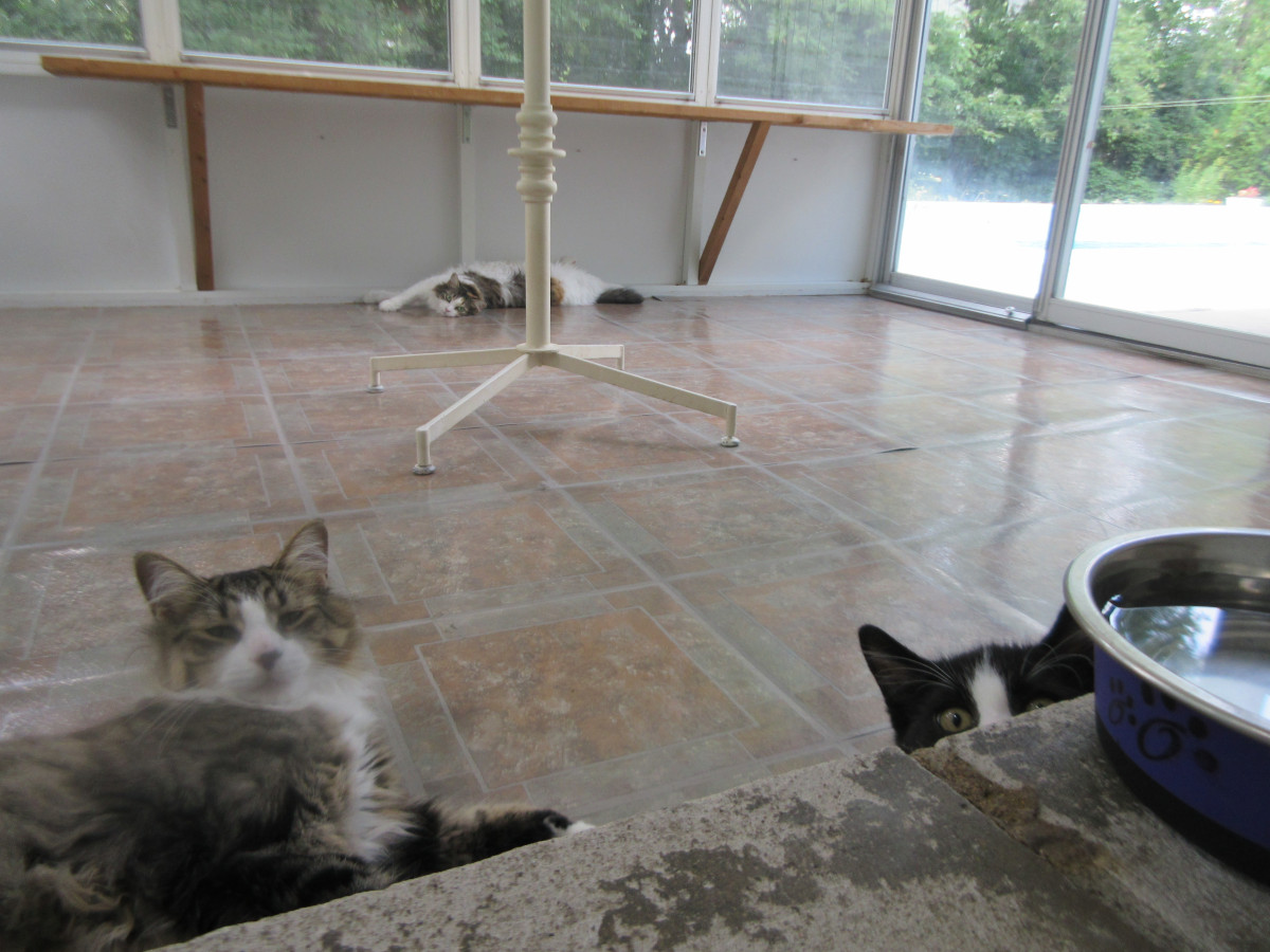 cats in sunroom