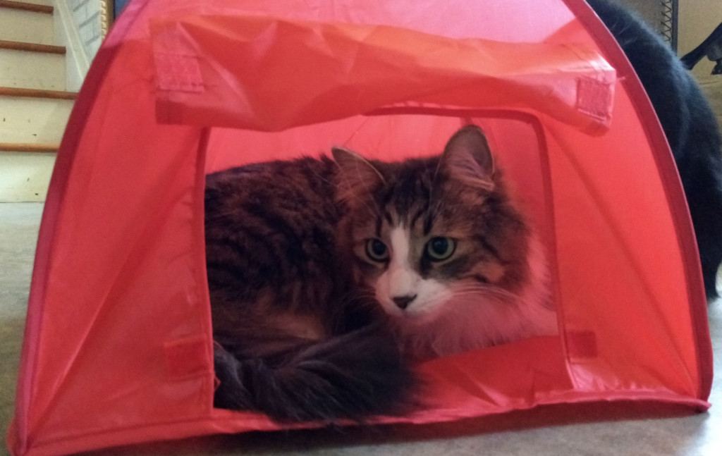 Long hair grey tabby cat in tent