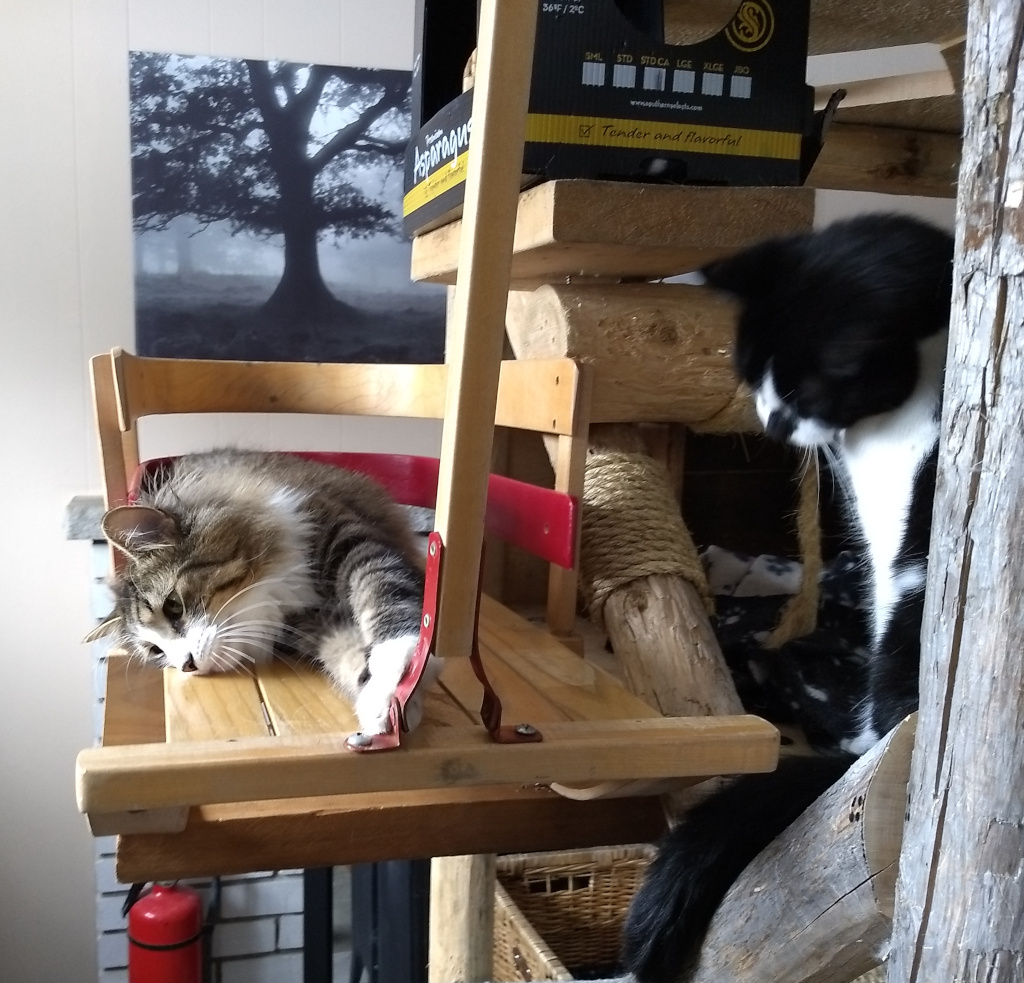 cat on sleigh on homemade cat tree