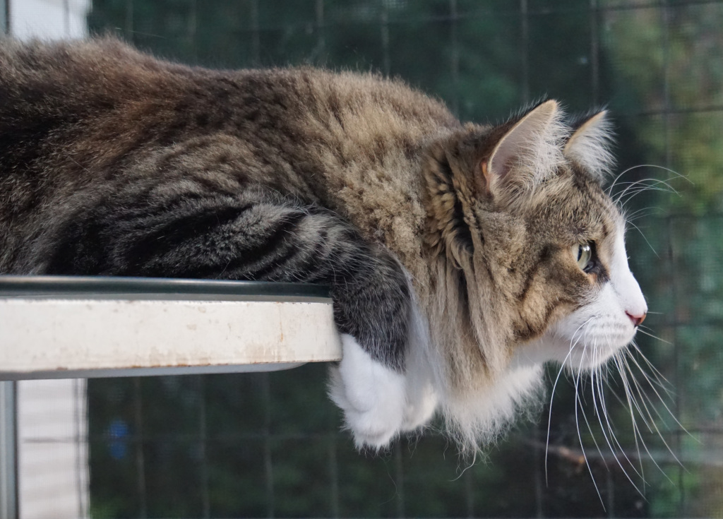 Long Haired Grey Tabby cat