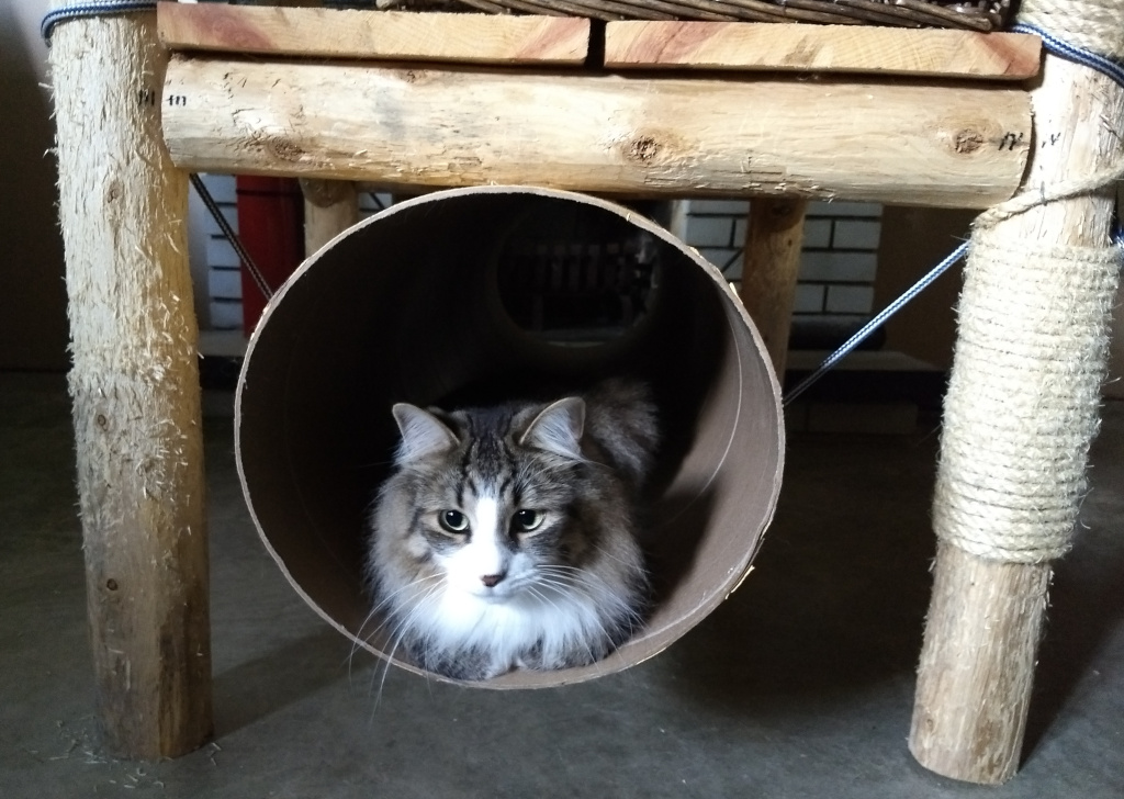 long haired cat in cat tunnel cardboard cat tube