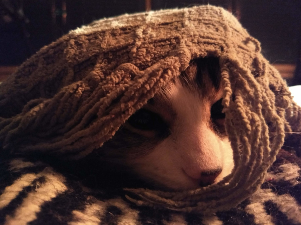 Long hair grey tabby cat under blanket