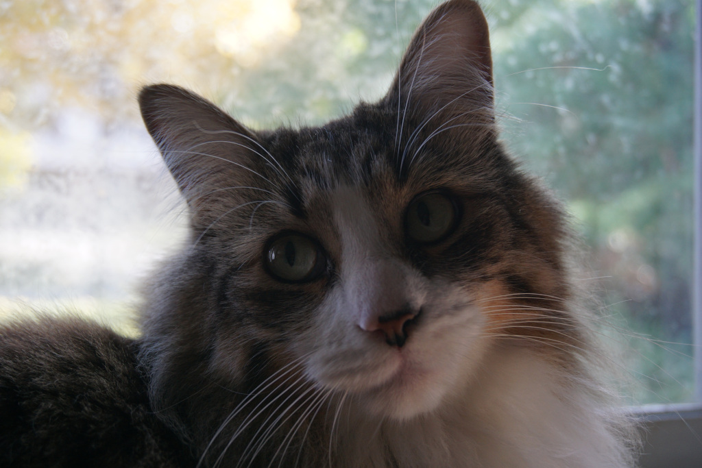 Long Hair grey tabby close up face