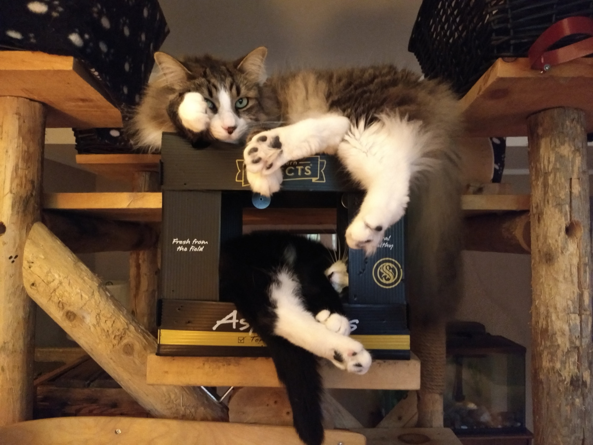 two cats in cat tree