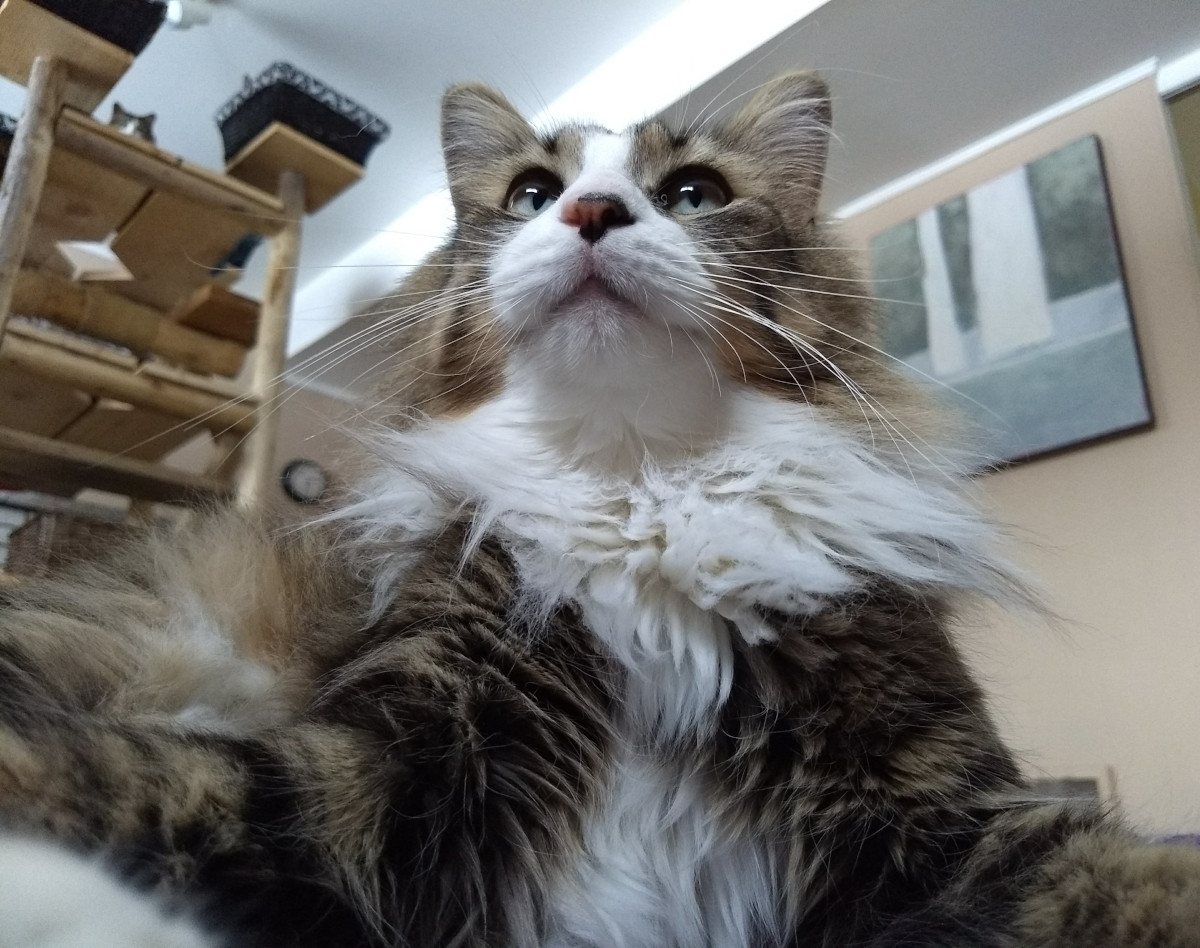 Long Haired grey tabby cat