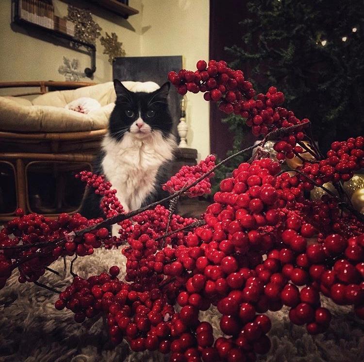 tuxedo cat