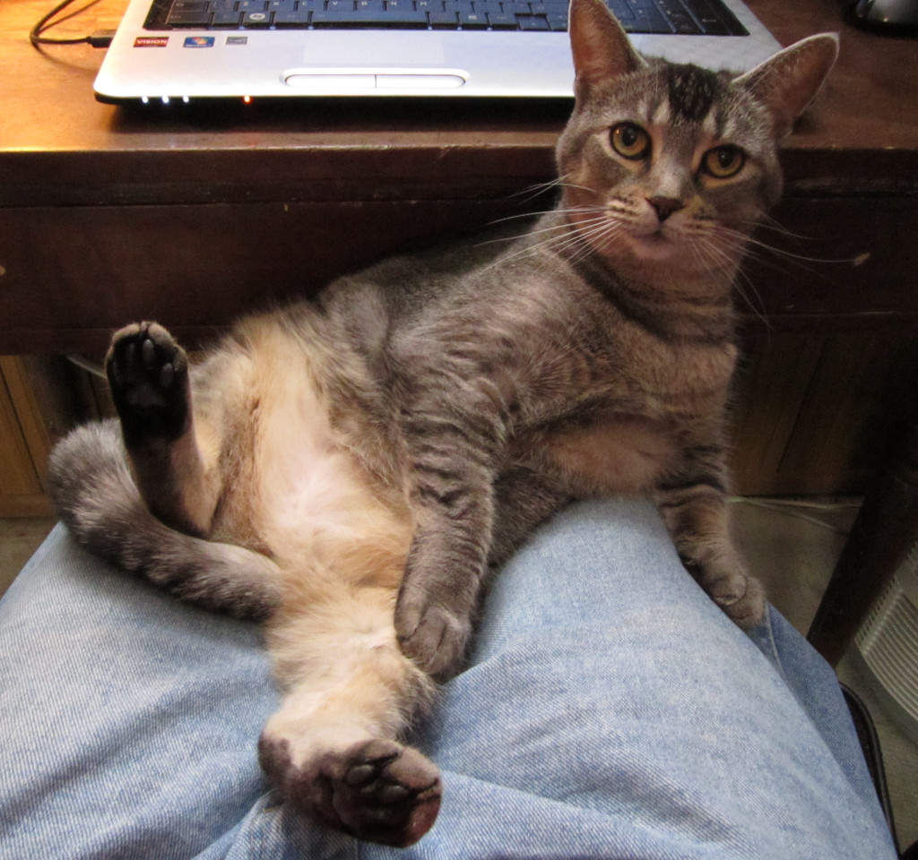 Abyssinian tabby mix cat