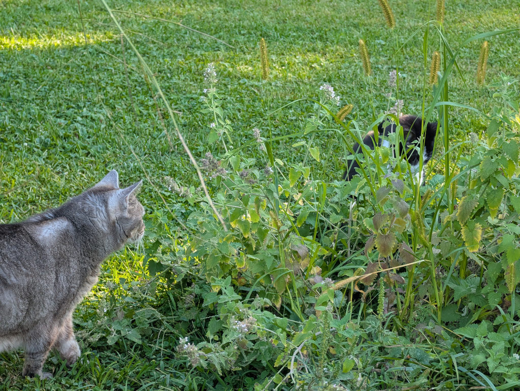 2 cats in catnip garden