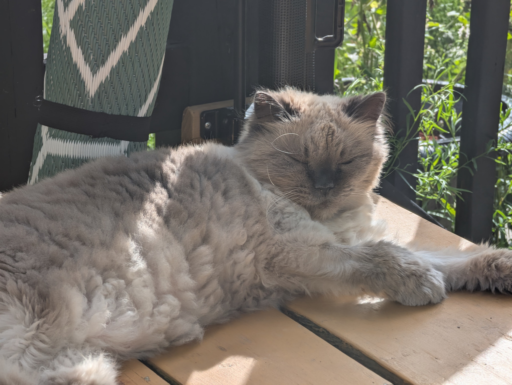 ragdoll cat outside on porch