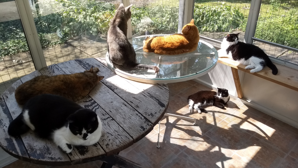 Cats in sunroom