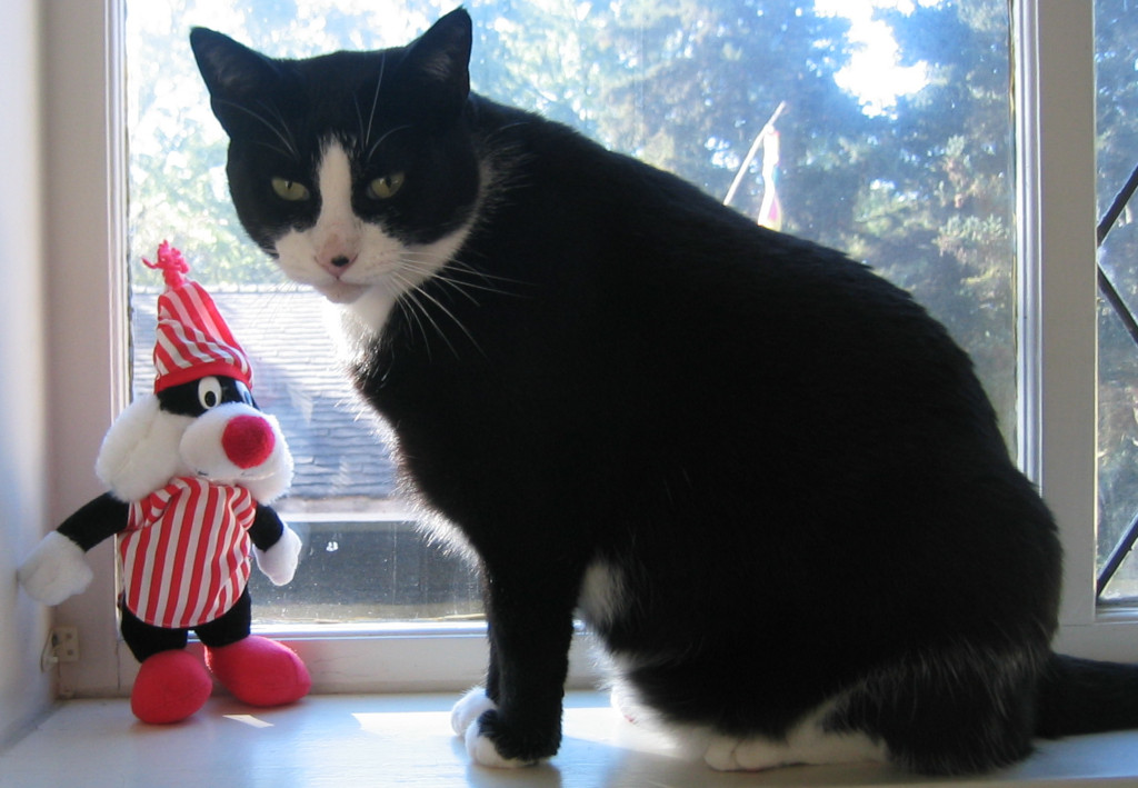 Sylvester tuxedo cat