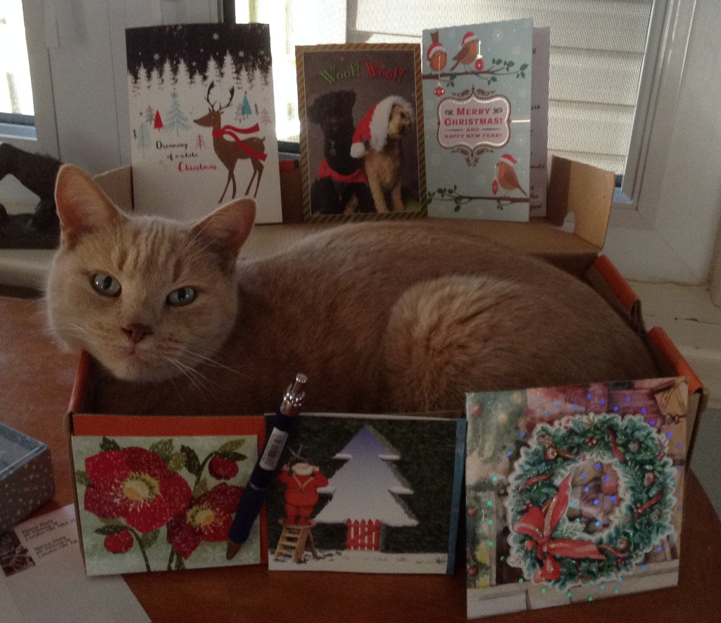 Cat in box with Christmas Cards around.