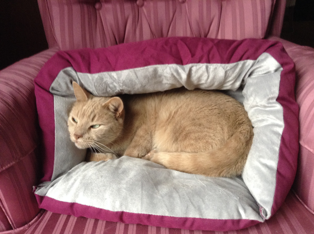 Orange Tabby