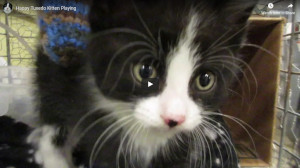 Screen shot of cat video on Youtube