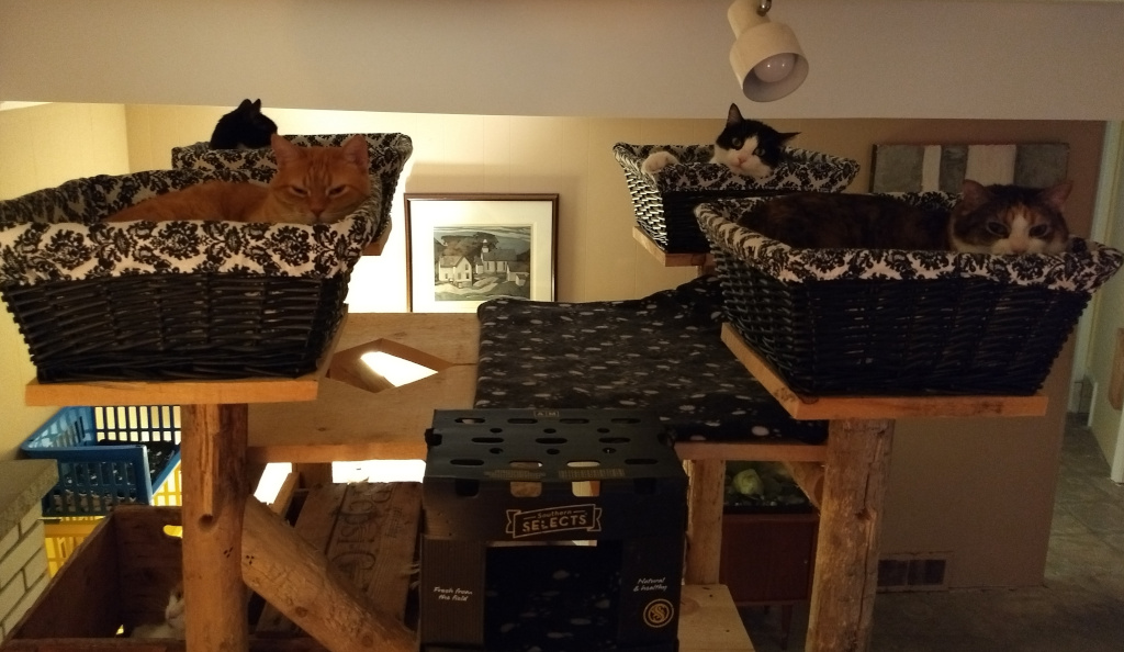 cats in baskets on home made cat tree